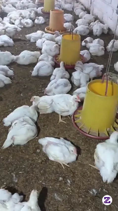 Ayam Potong, Di Daerah Di Obral,,
