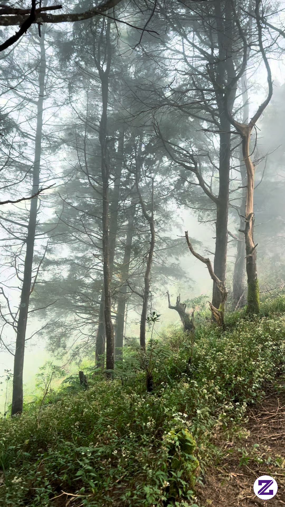 Suasana Hutan Gunung Prau Di Jawa Tengah
