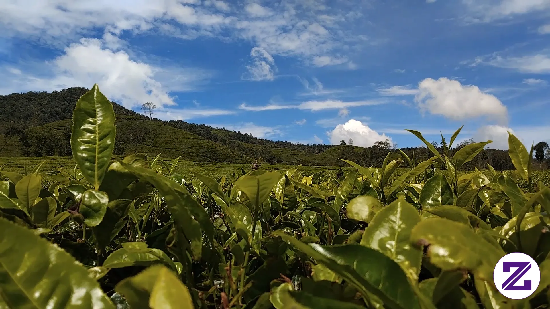 Kebun Teh Cibuni Ciwidey Bandung.