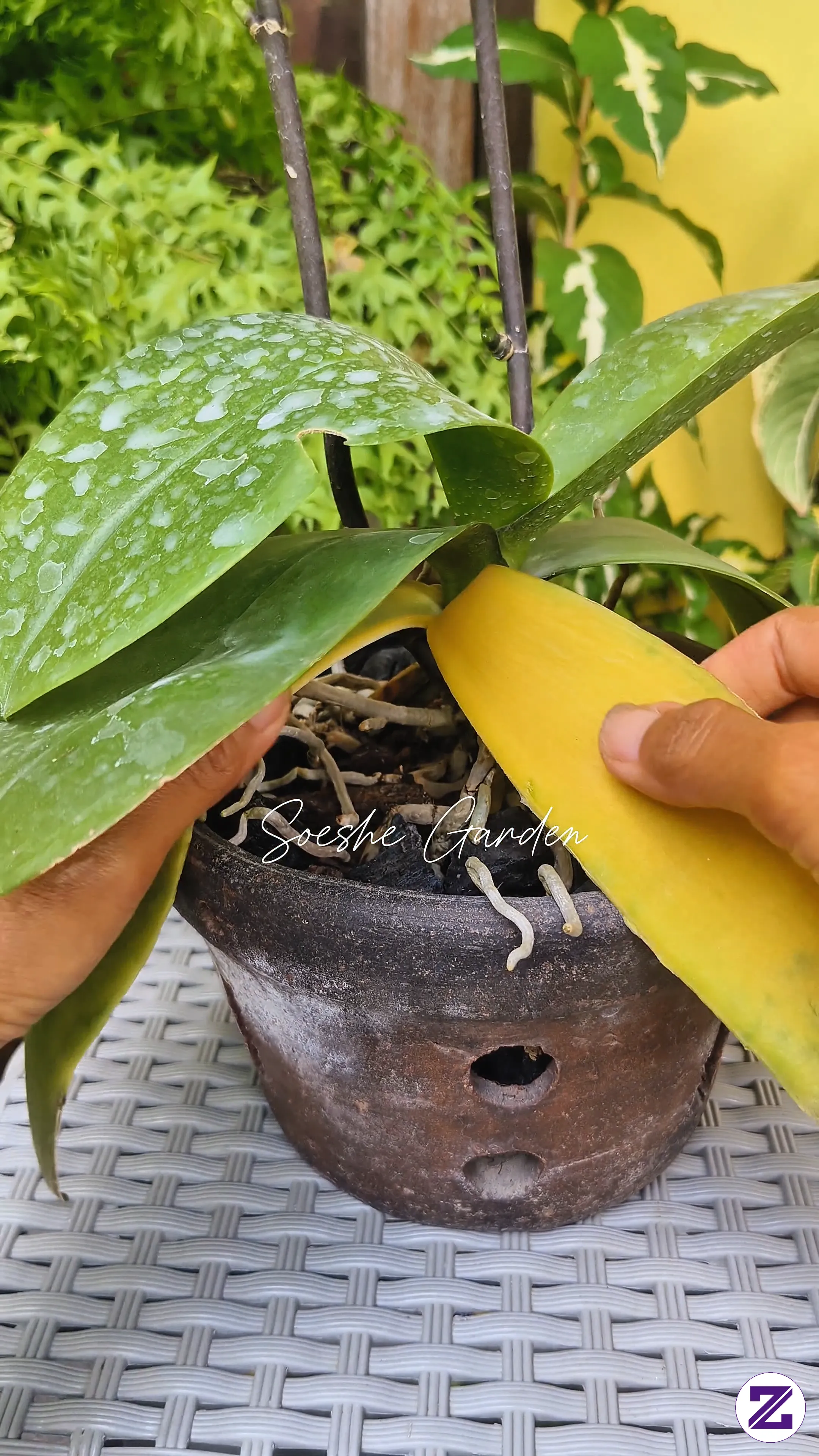 Ternyata Daun Tanaman Ini Punya Corak Secantik Ini! 🌿😍