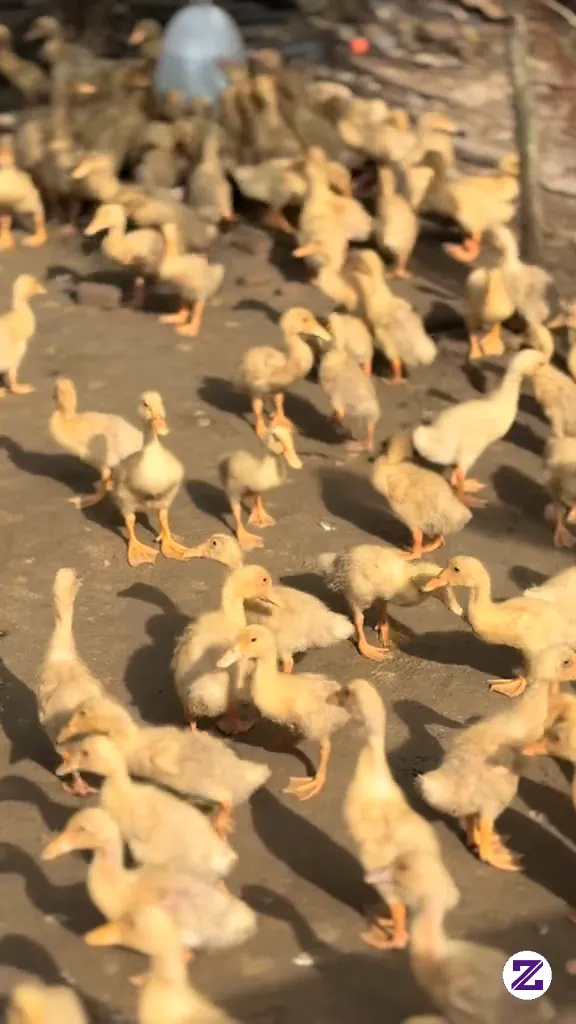 Anakan Bebek Umur 15bln