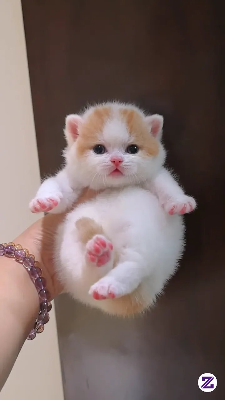 CAT GEMOY LUCUNYA
