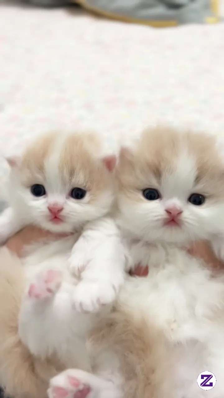 Lucu Banget Kamu Ini 🥰🥰🥰