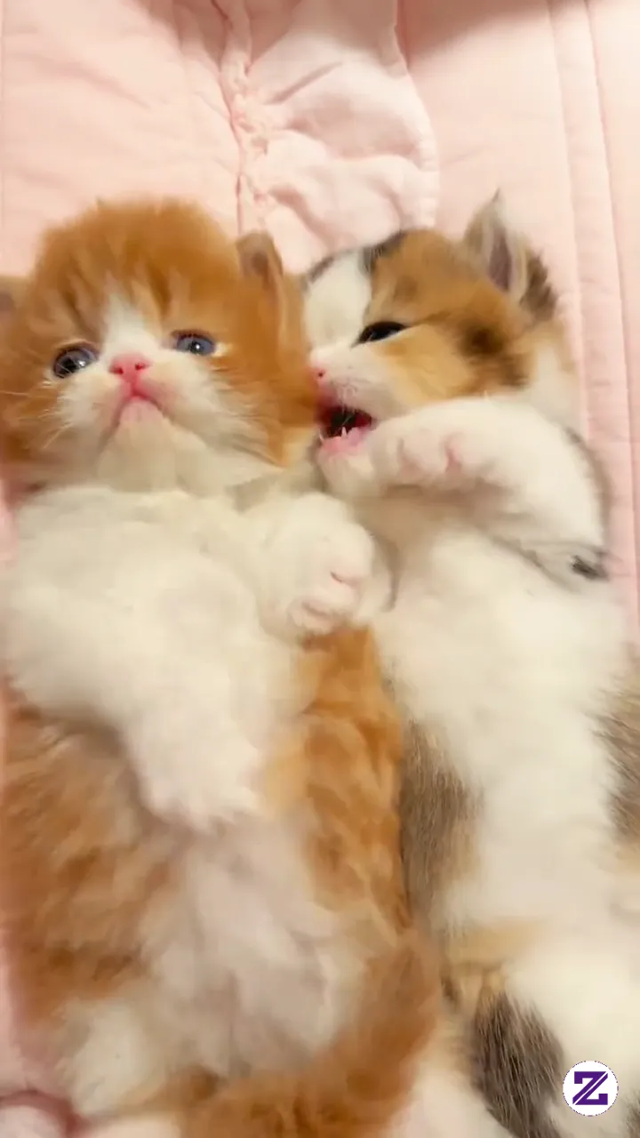 Sumpah Lucu Banget Gemes Gemoy Kali