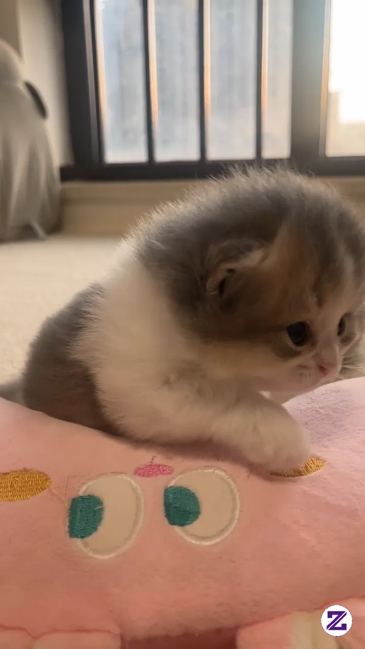 Lucunya Banget Kamu Ini 🥰🥰