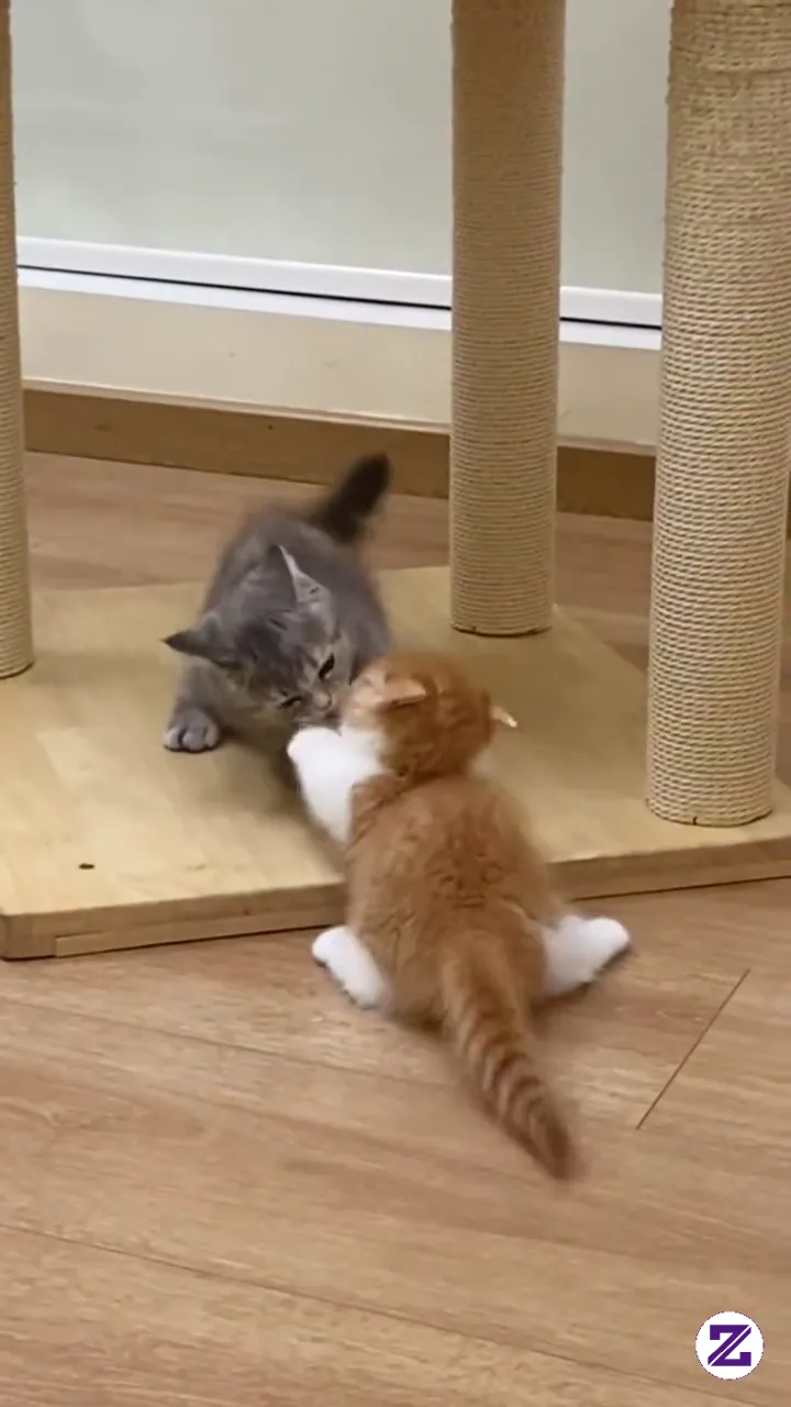 Kucing Lucu
