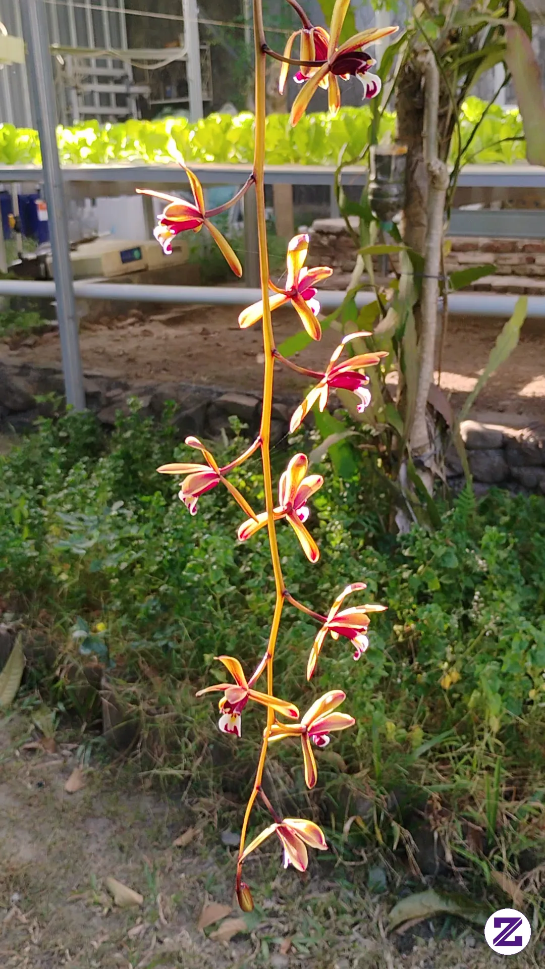 Anggrek Kebun Rumah