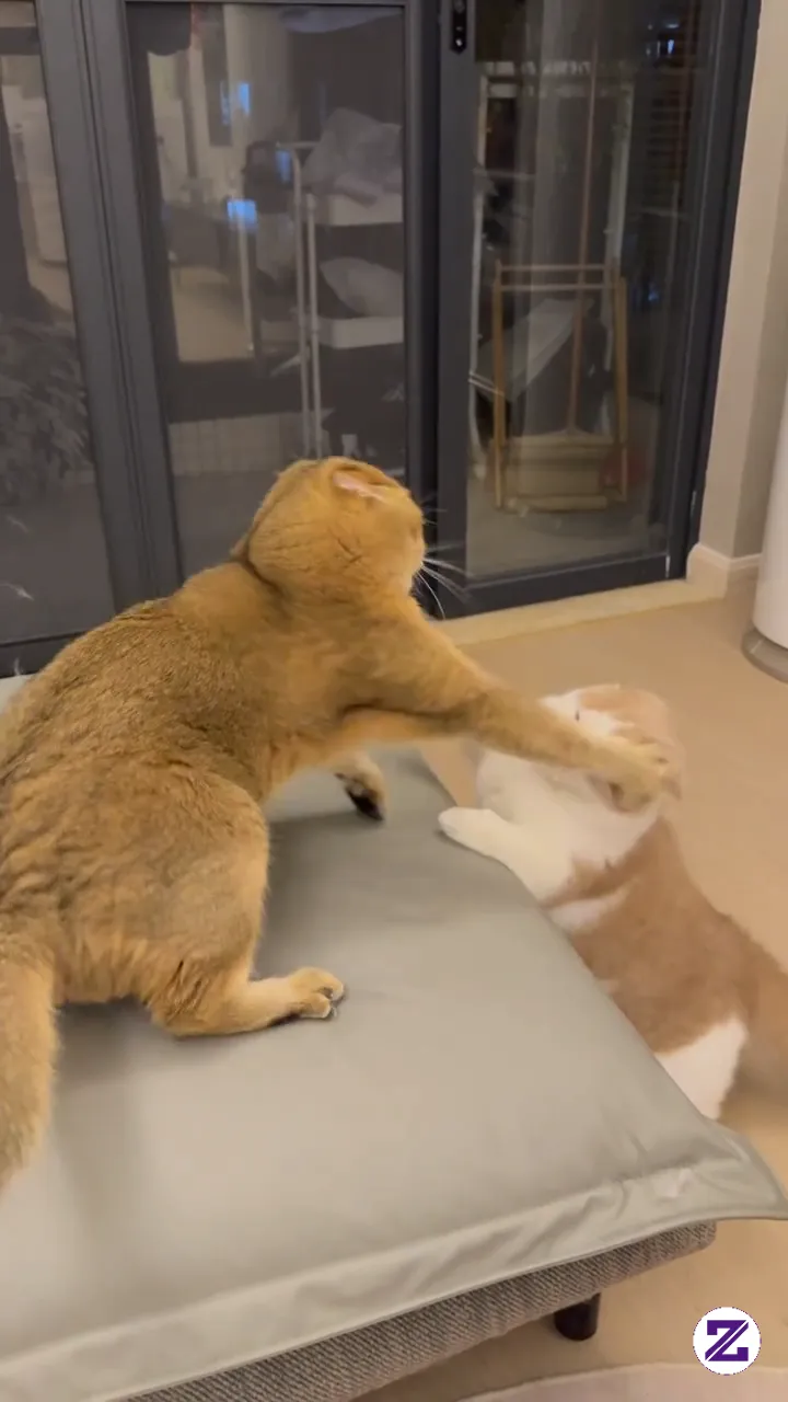 Battle Cat