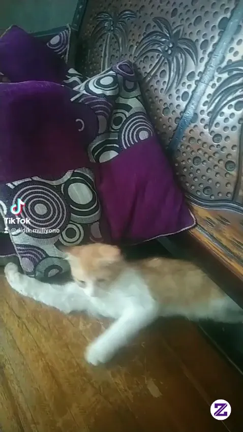 Kenangan Bersama Kucing Oyenku.. Malam Sahabat Zoyalink..
