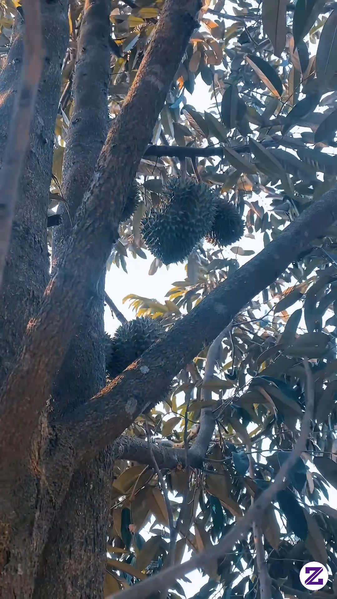 Nyore Dulu Kita Ya Sambil Nali Buah Durian