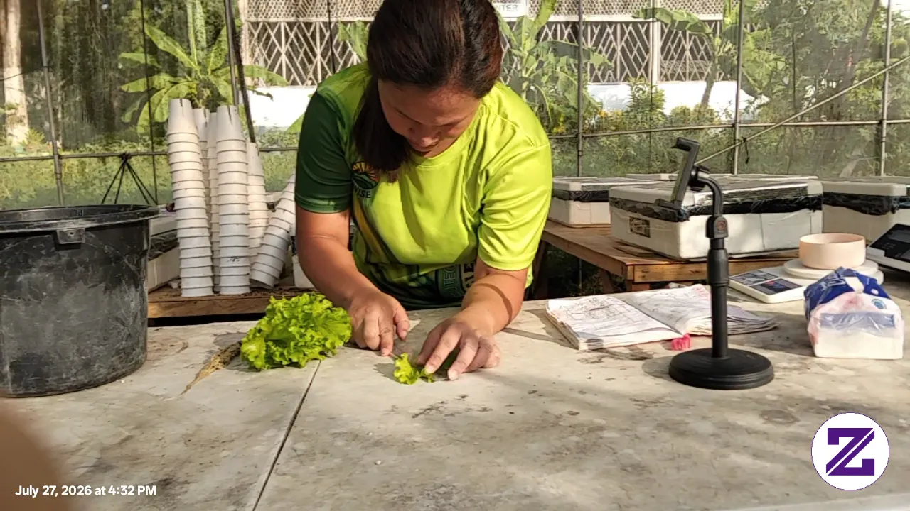 Harvesting My Lettuce 🥬
