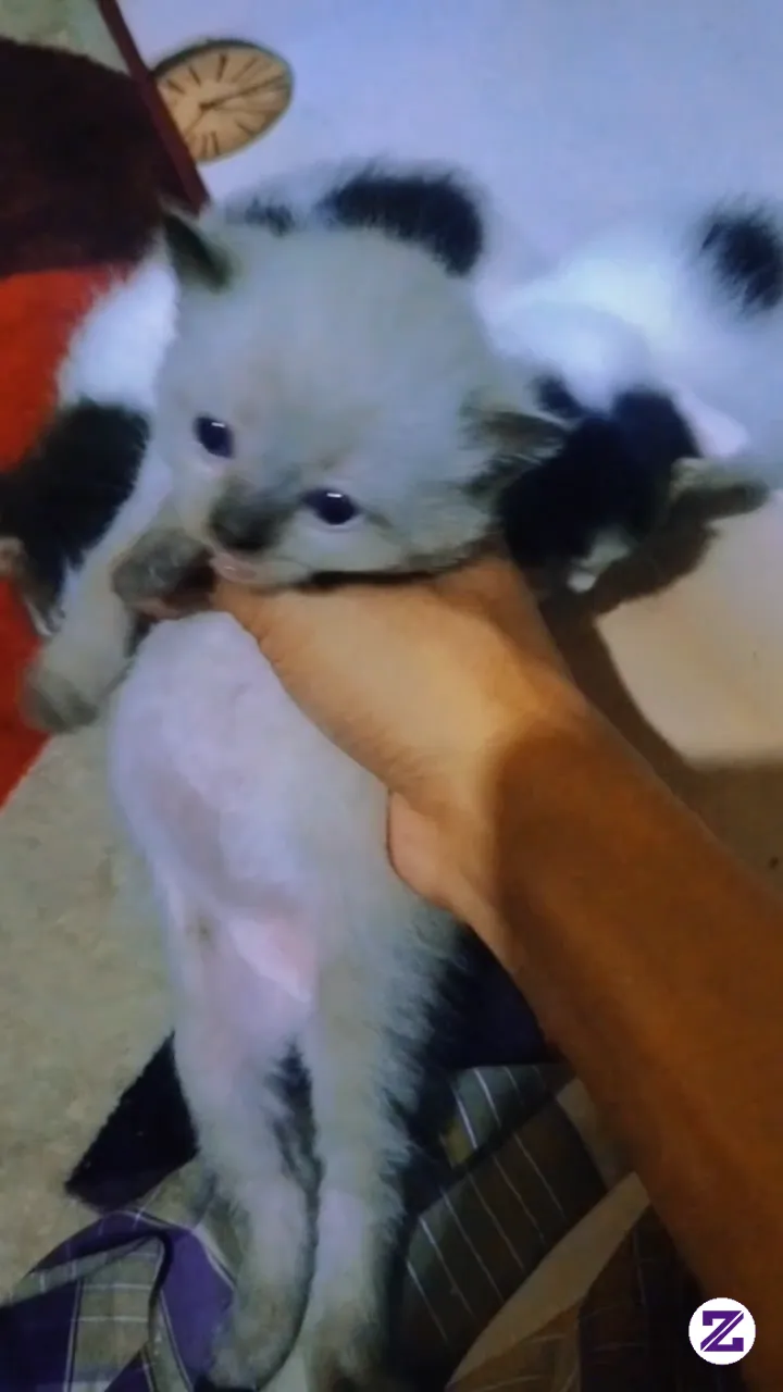 Baby Kucing🐱