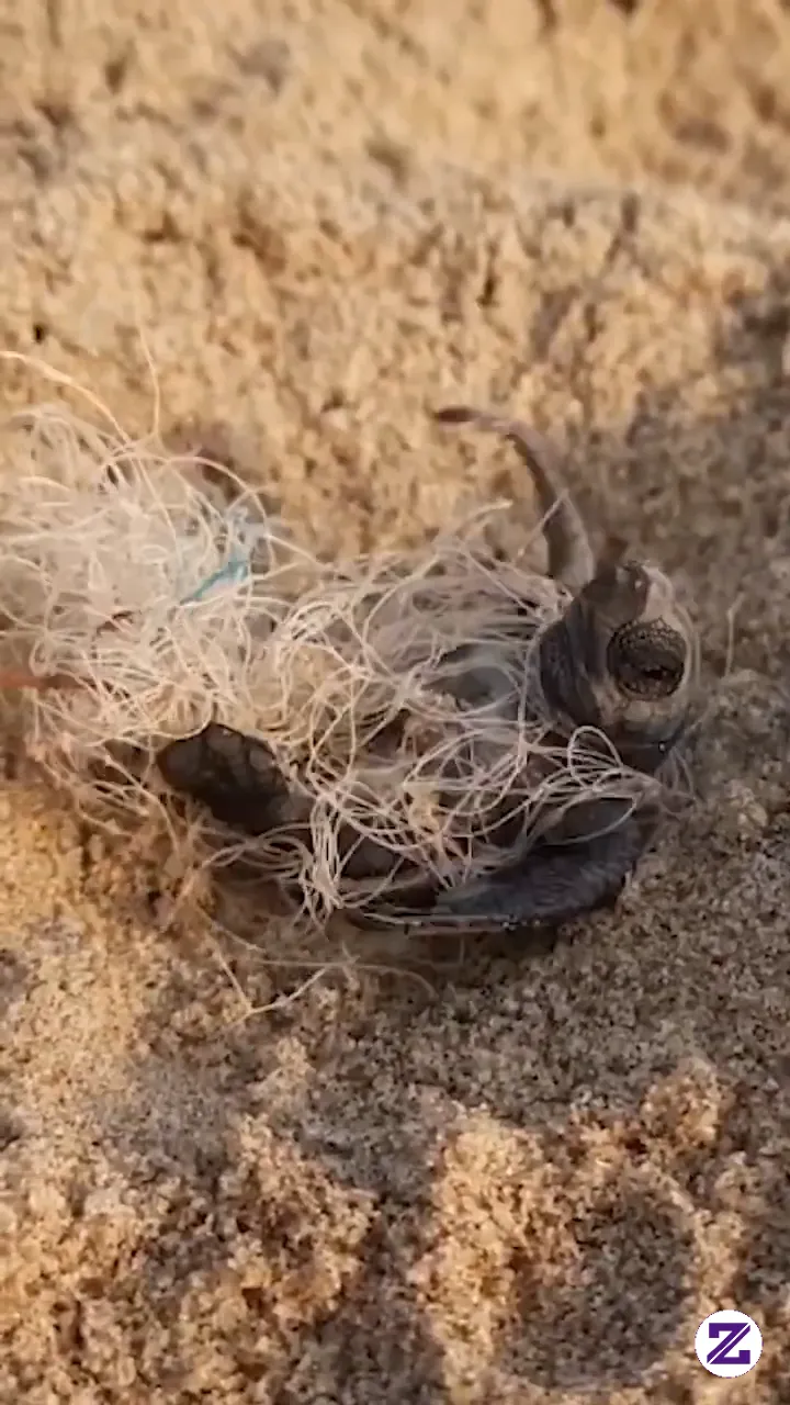 Tiny Turtle Gets A Helping Hand