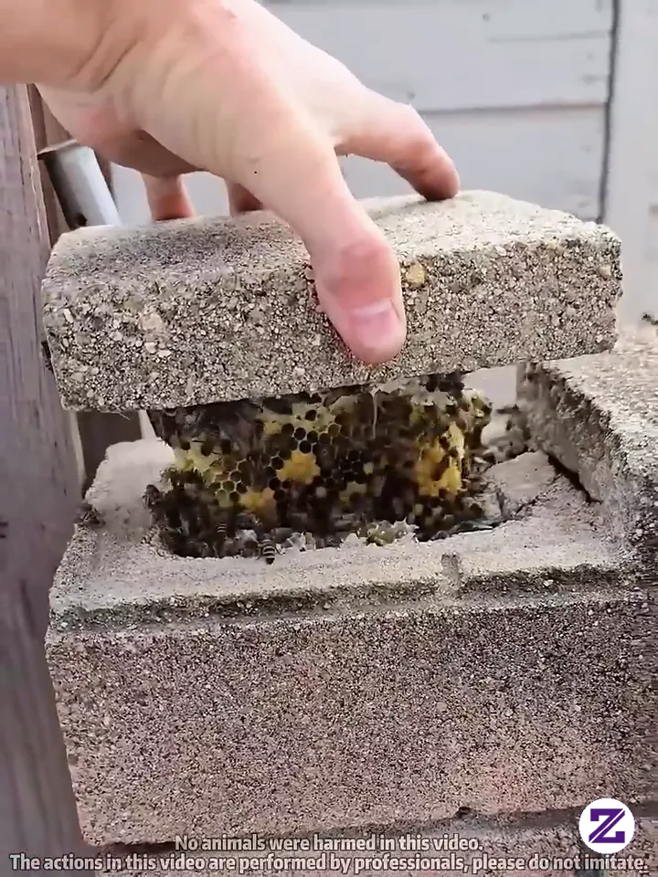 Found A Massive Hive In A Wall! Tracked Giant Hornets To Save Mybees
