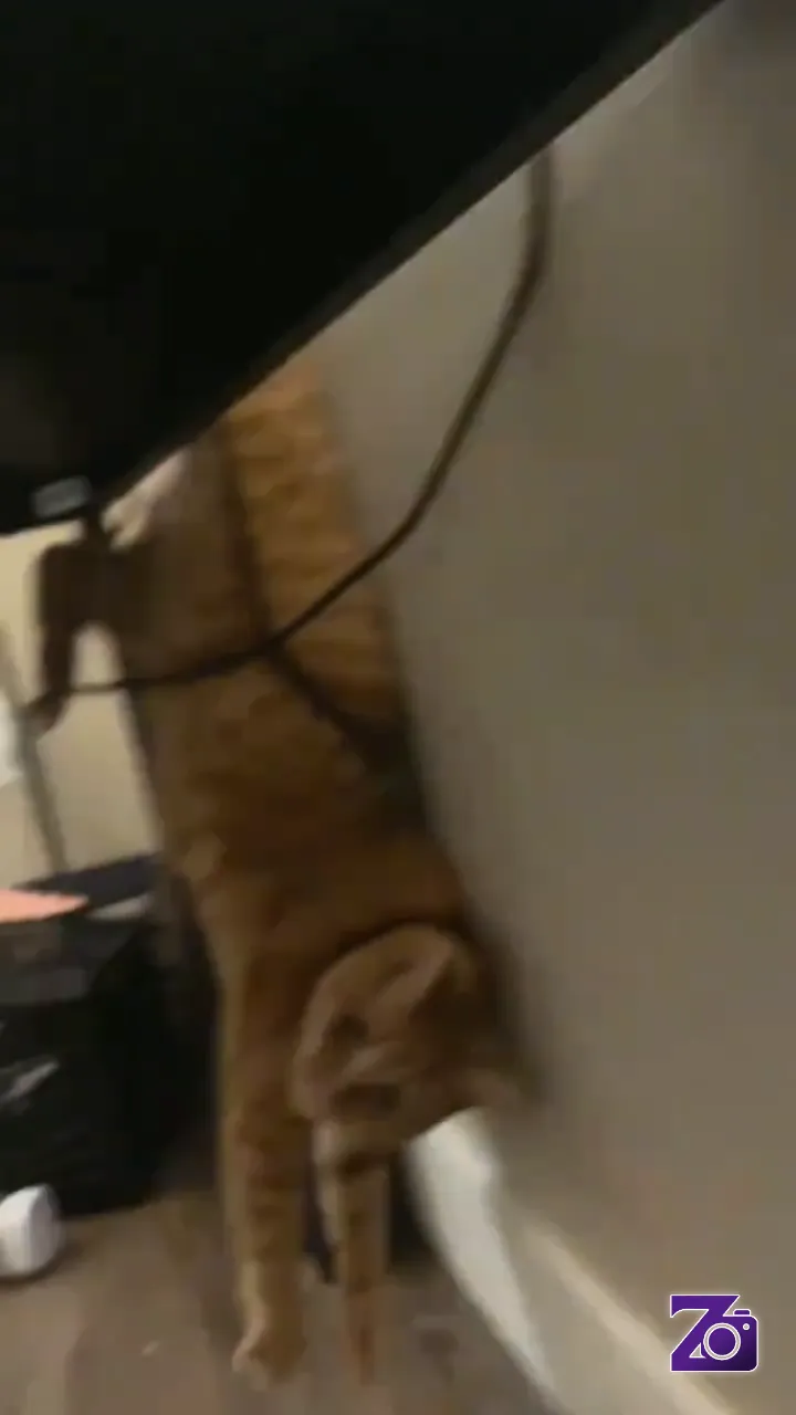 Kucing Lucu Banyak Tingkah